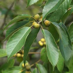 Quercus glauca